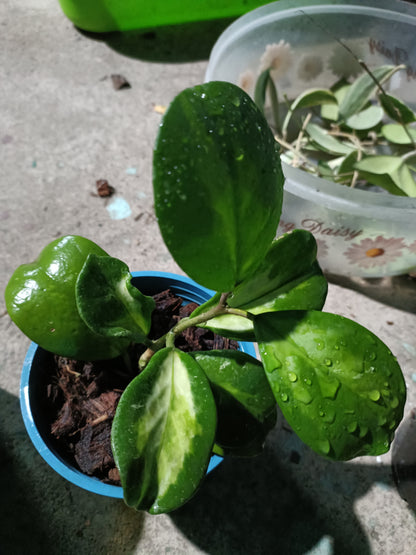 Hoya Obovata Variegated 8+ leaves