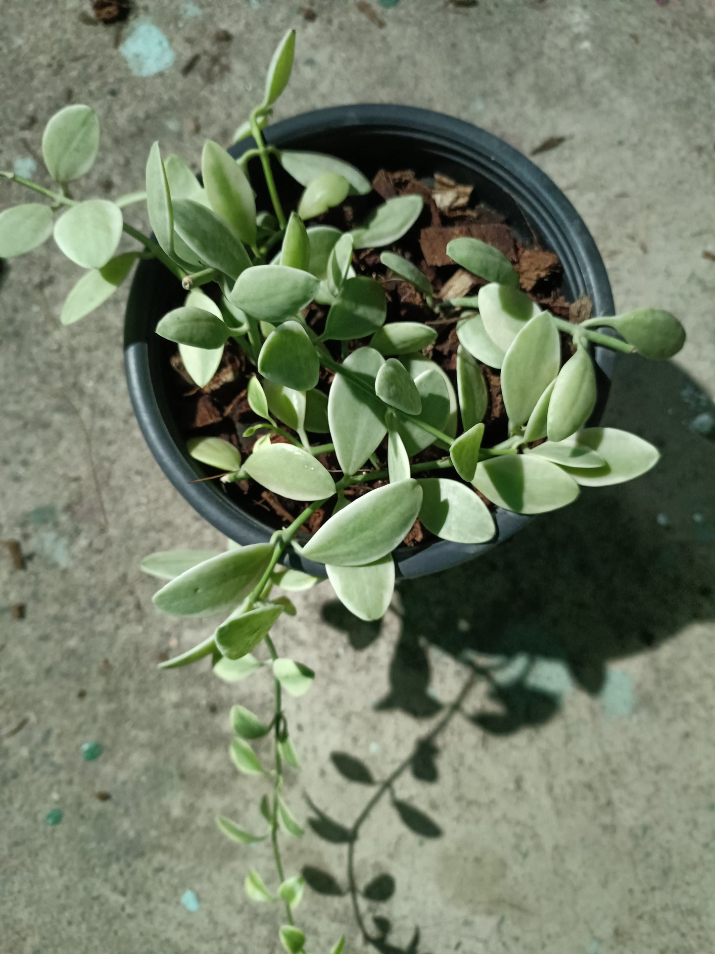 Hoya Dischidia Oiantha Variegated