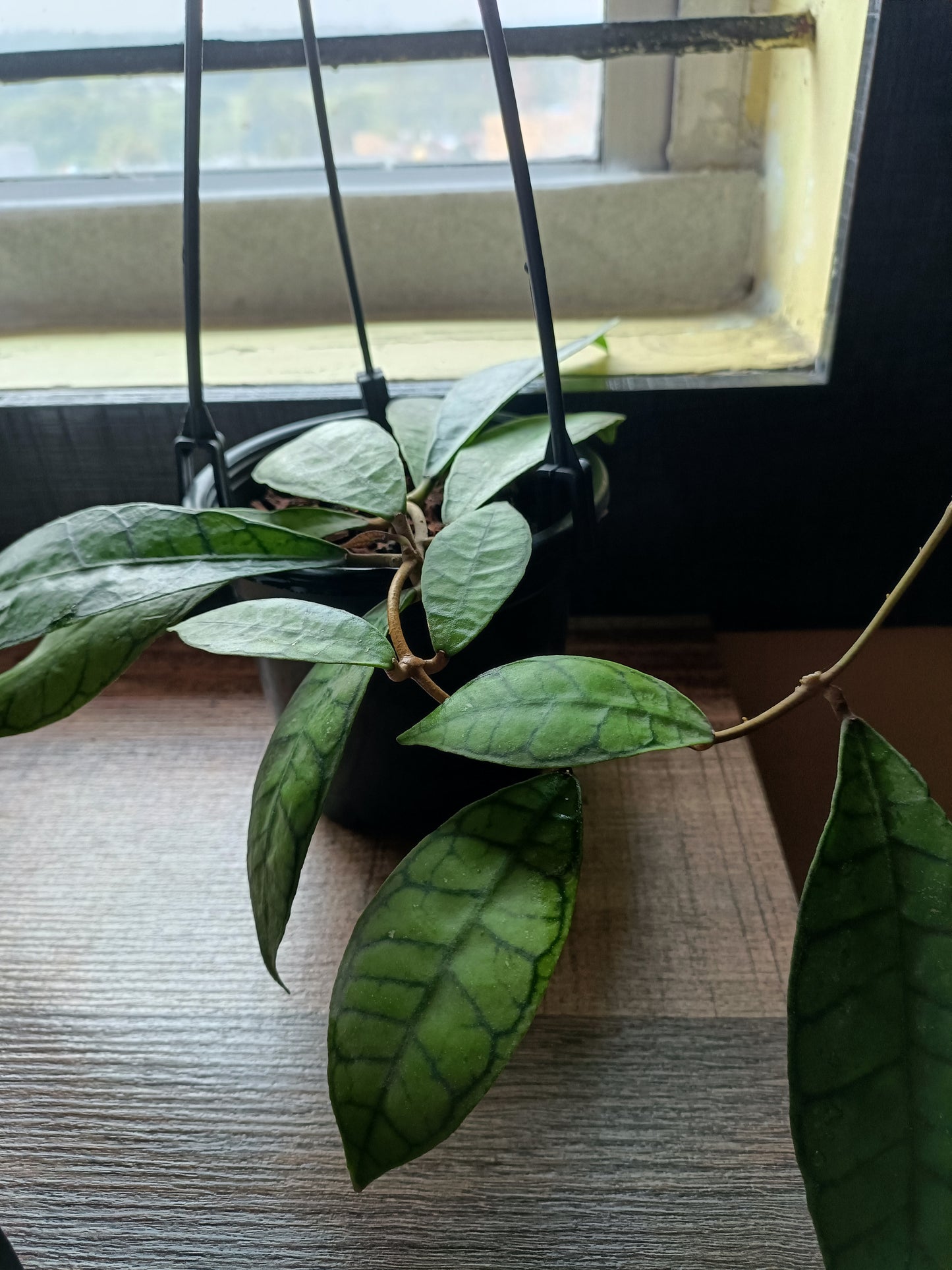 Hoya Callistophylla - Indoor Plant