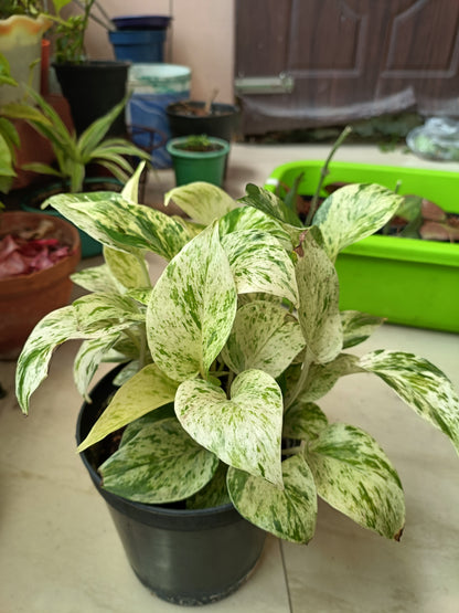 Marble Money Plant