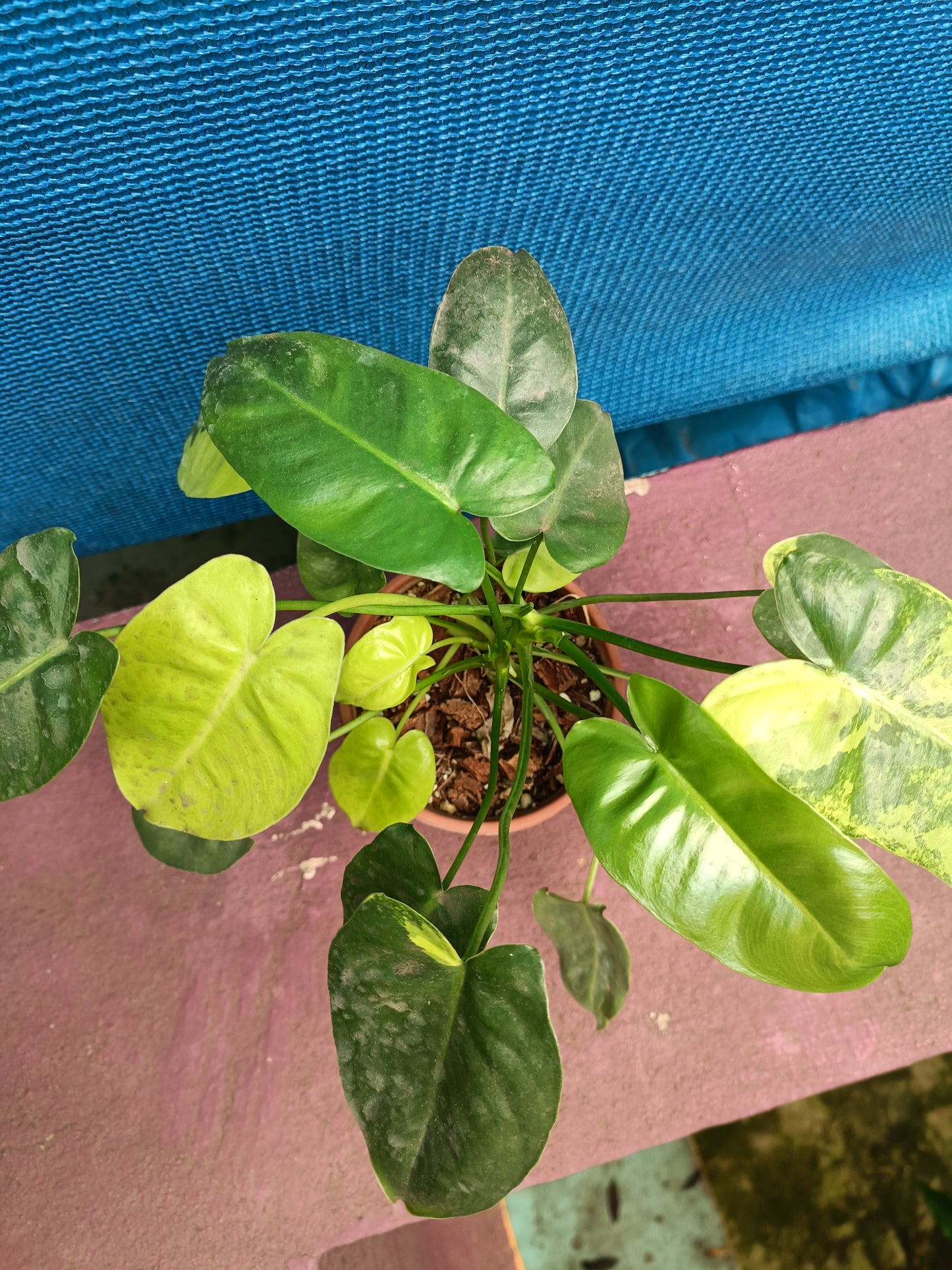 Philodendron Barle Marx variegated