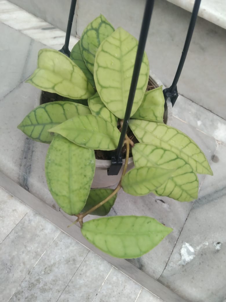 Hoya Callistophylla - Indoor Plant