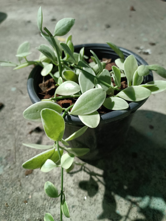 Hoya Dischidia Oiantha Variegated