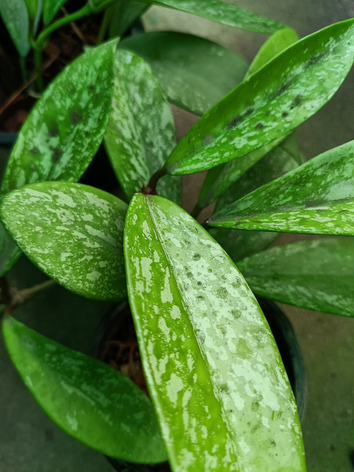 Pubicalix silver splash