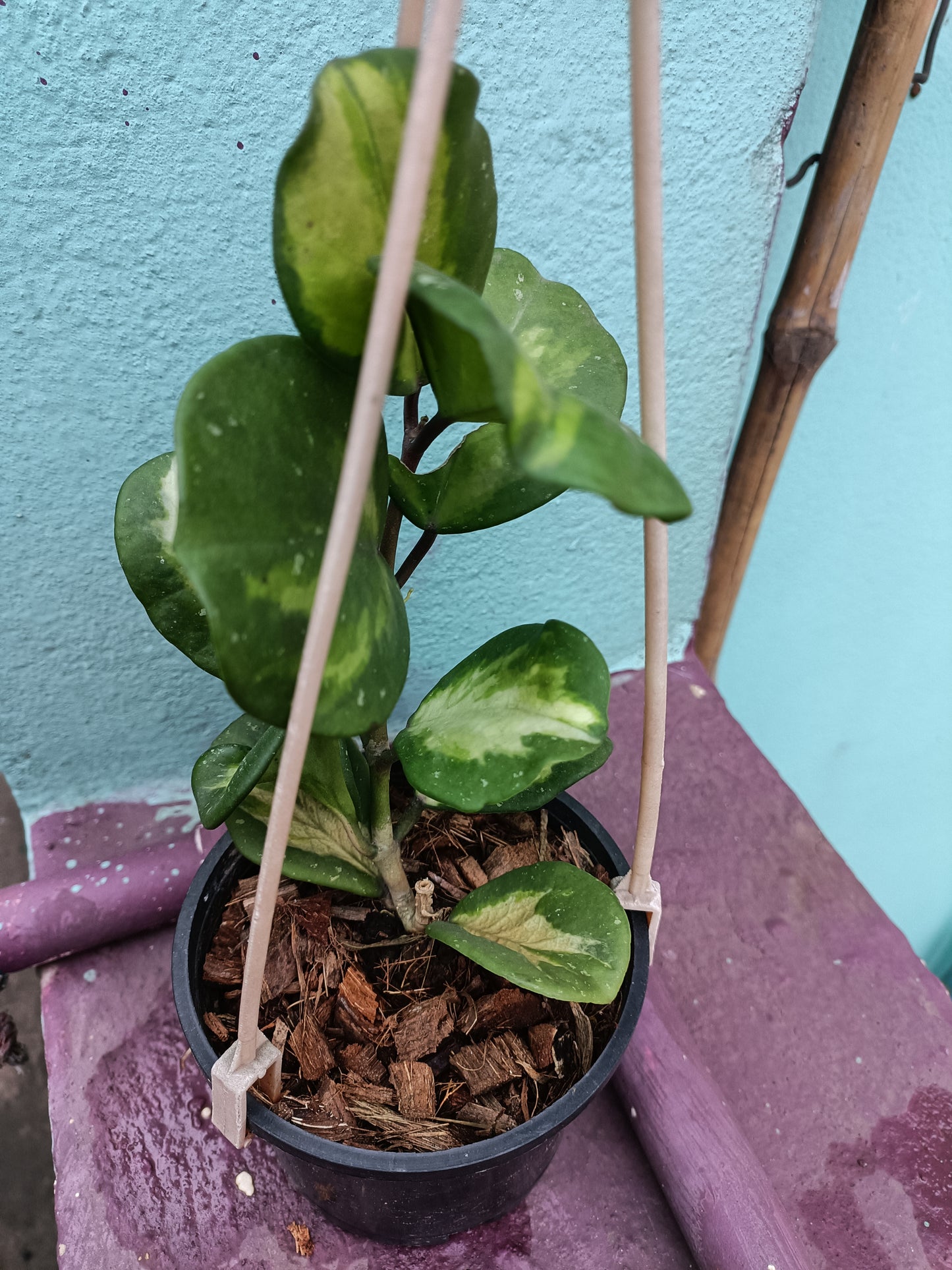 Hoya Obovata Variegated 8+ leaves