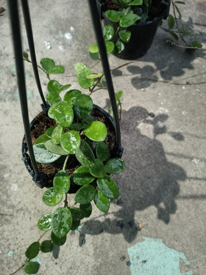 Hoya Mathilde