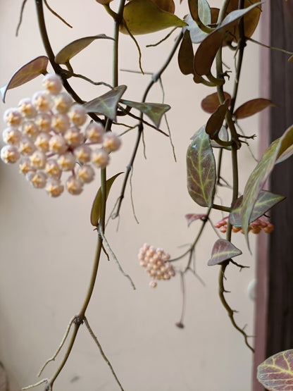 Hoya Sunrise Sun Stressed  with 6 - 10 peduncle.
