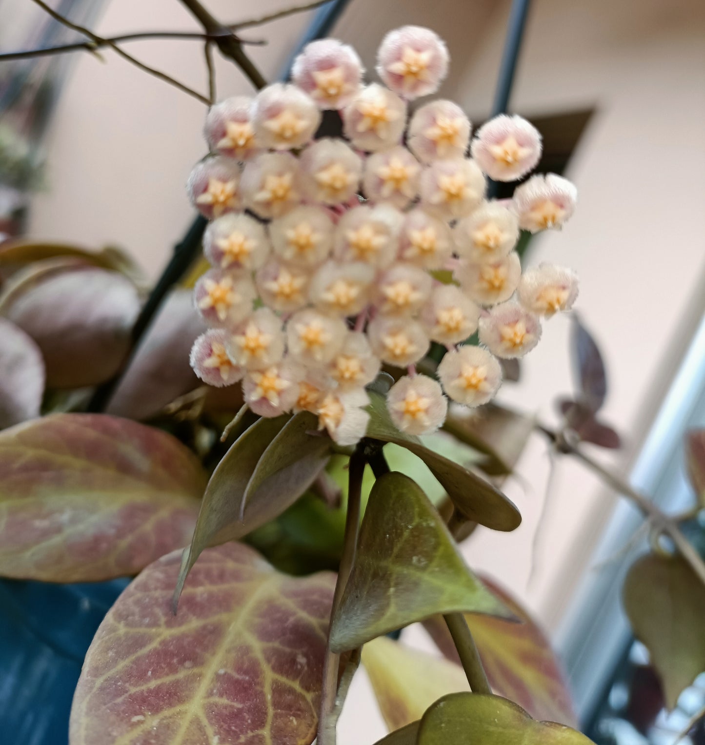 Hoya Sunrise Sun Stressed  with 6 - 10 peduncle.