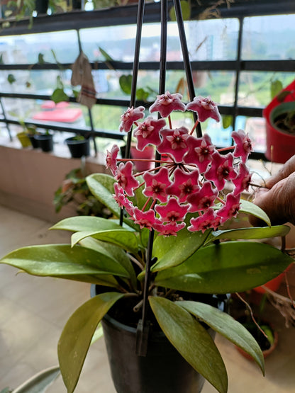 Pubicalix silver splash