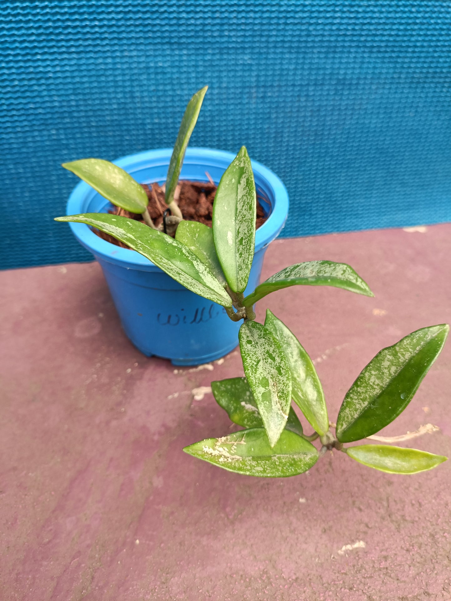 Hoya Willber graves