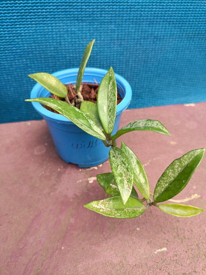 Hoya Willber graves