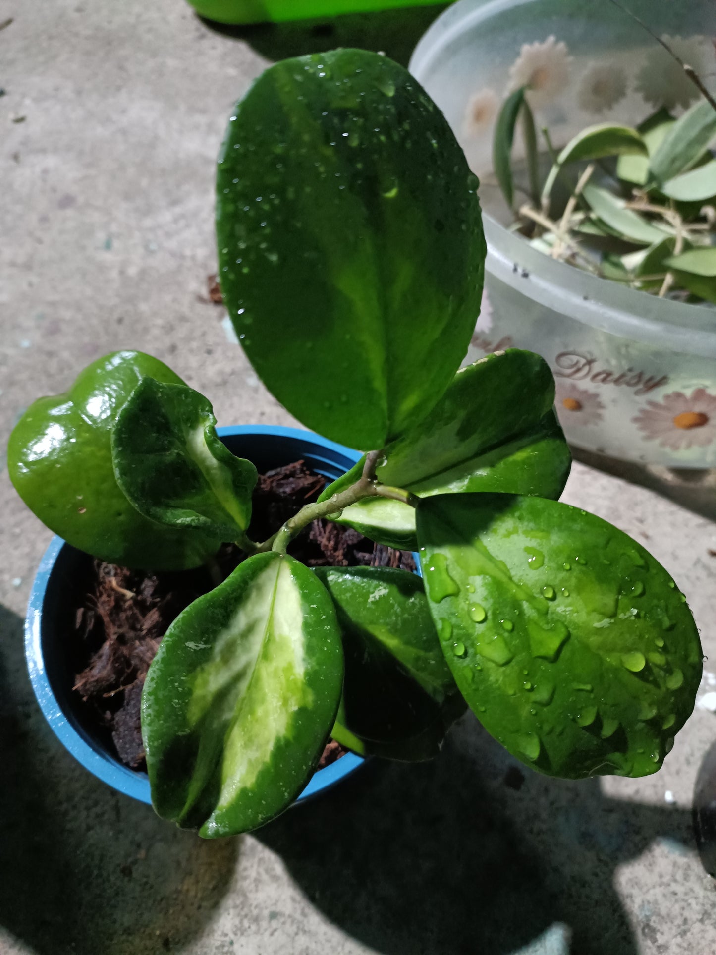 Hoya Obovata Variegated 8+ leaves