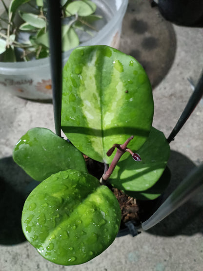 Hoya Obovata Variegated 8+ leaves