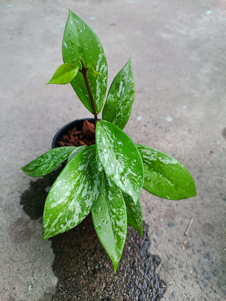 Pubicalix silver splash