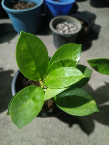 Hoya Australis