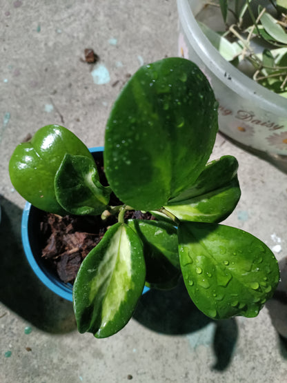 Hoya Obovata Variegated 8+ leaves