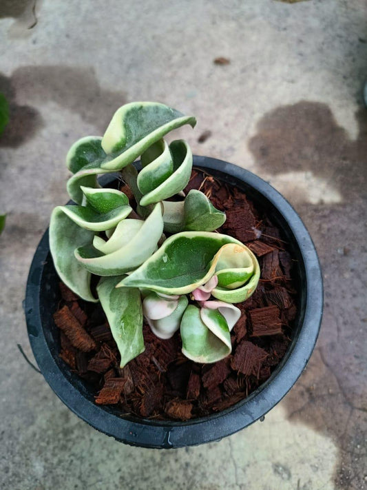 Hoya Hindu rope Variegated small
