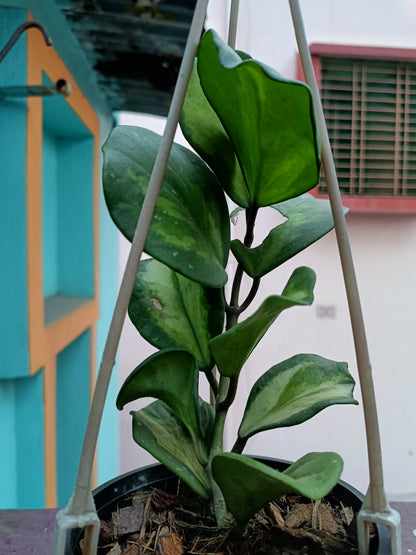 Hoya Obovata Variegated 8+ leaves