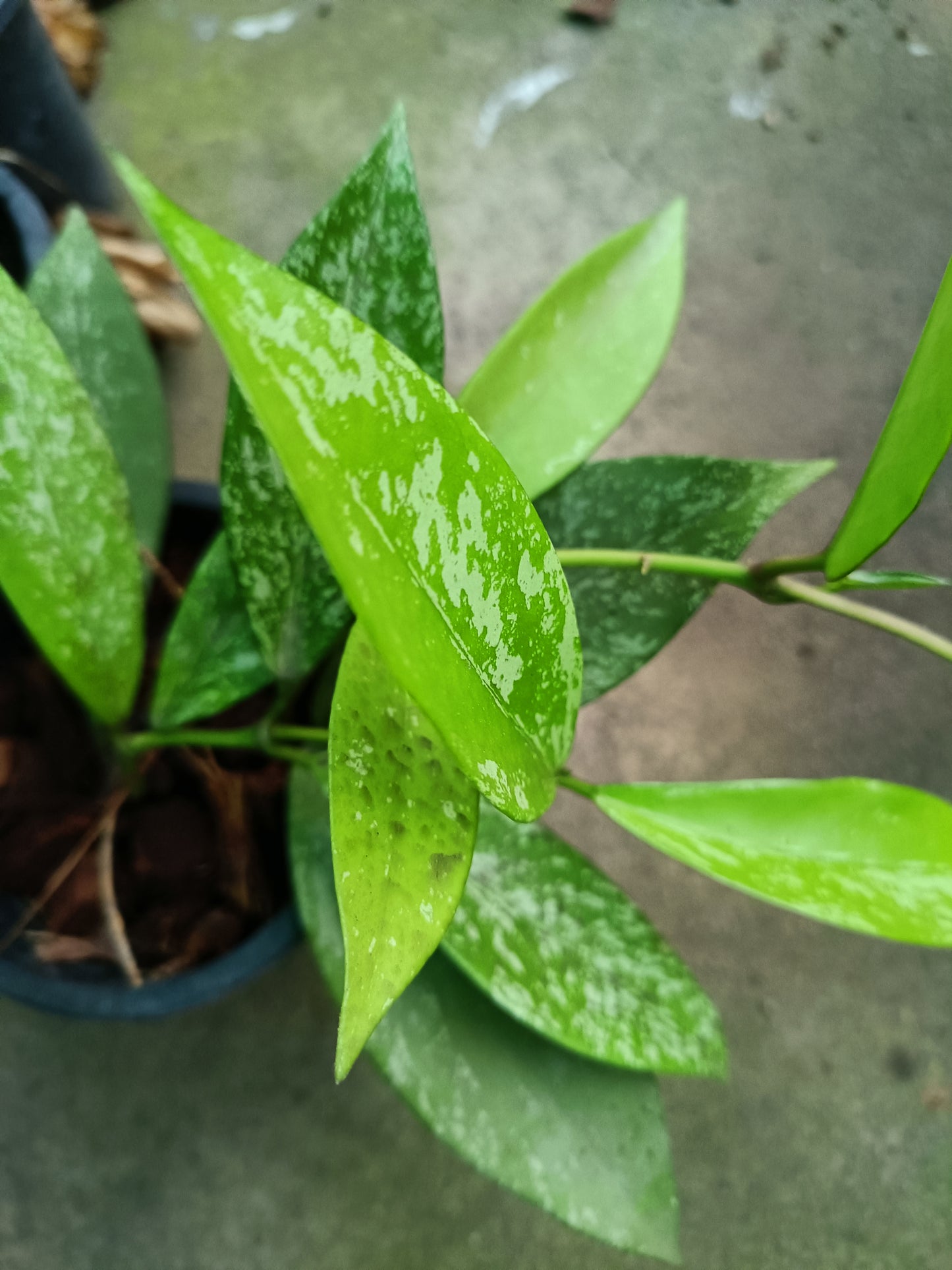 Pubicalix silver splash