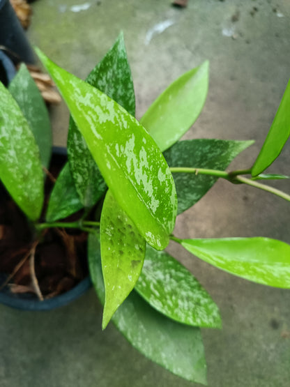 Pubicalix silver splash