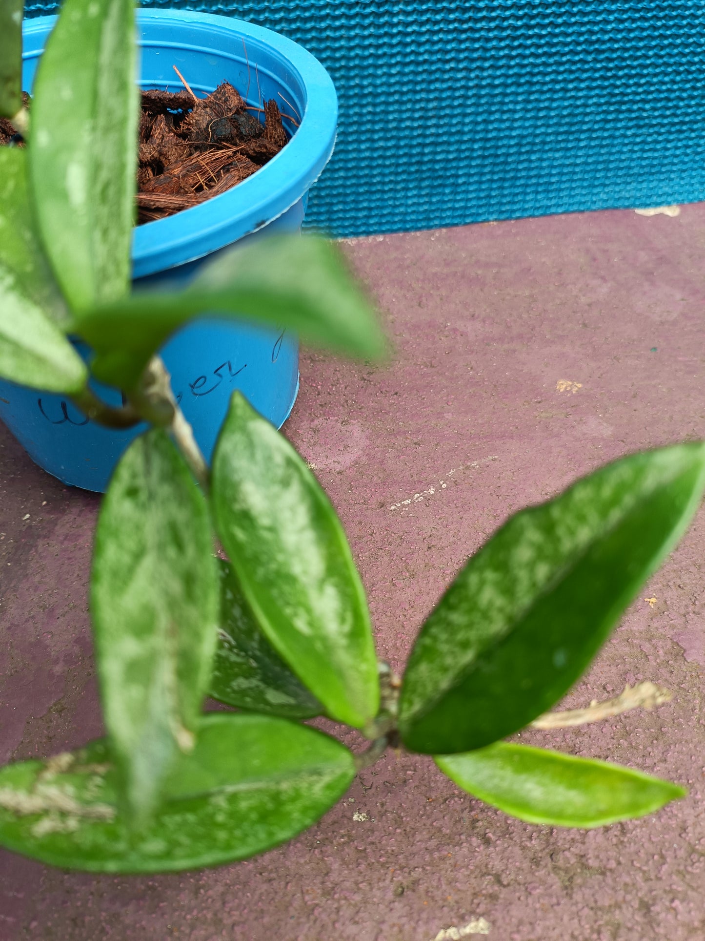 Hoya Willber graves