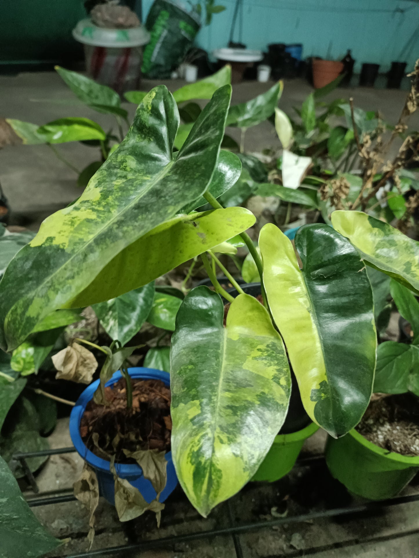 Philodendron Barle Marx variegated