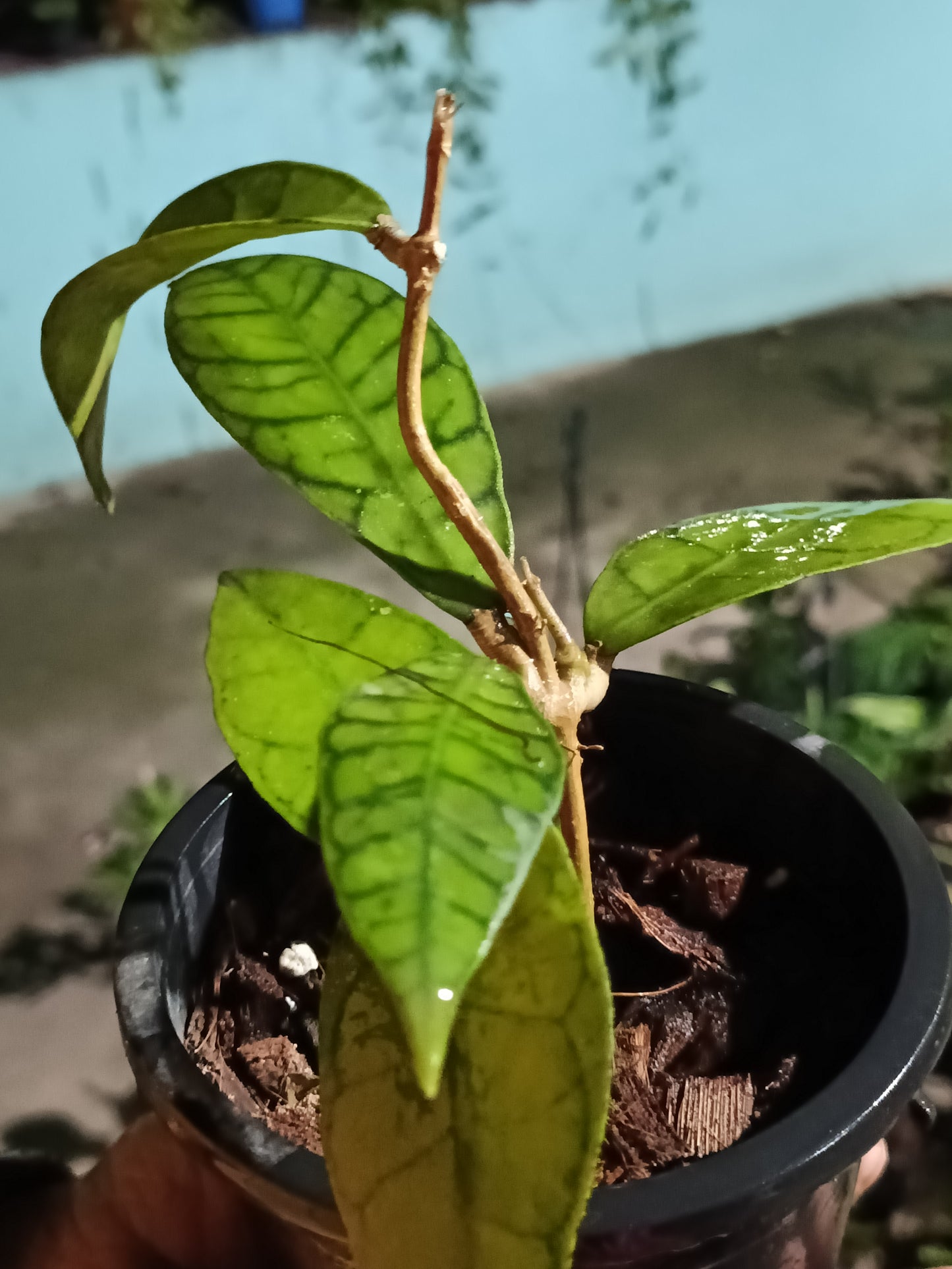 Hoya Callistophylla - Indoor Plant