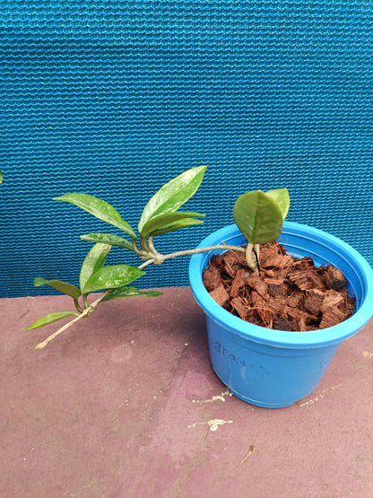 Hoya Willber graves