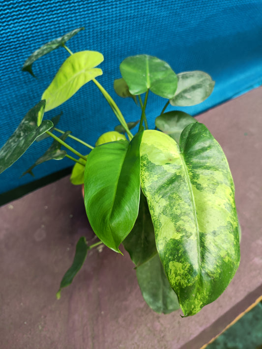 Philodendron Barle Marx variegated