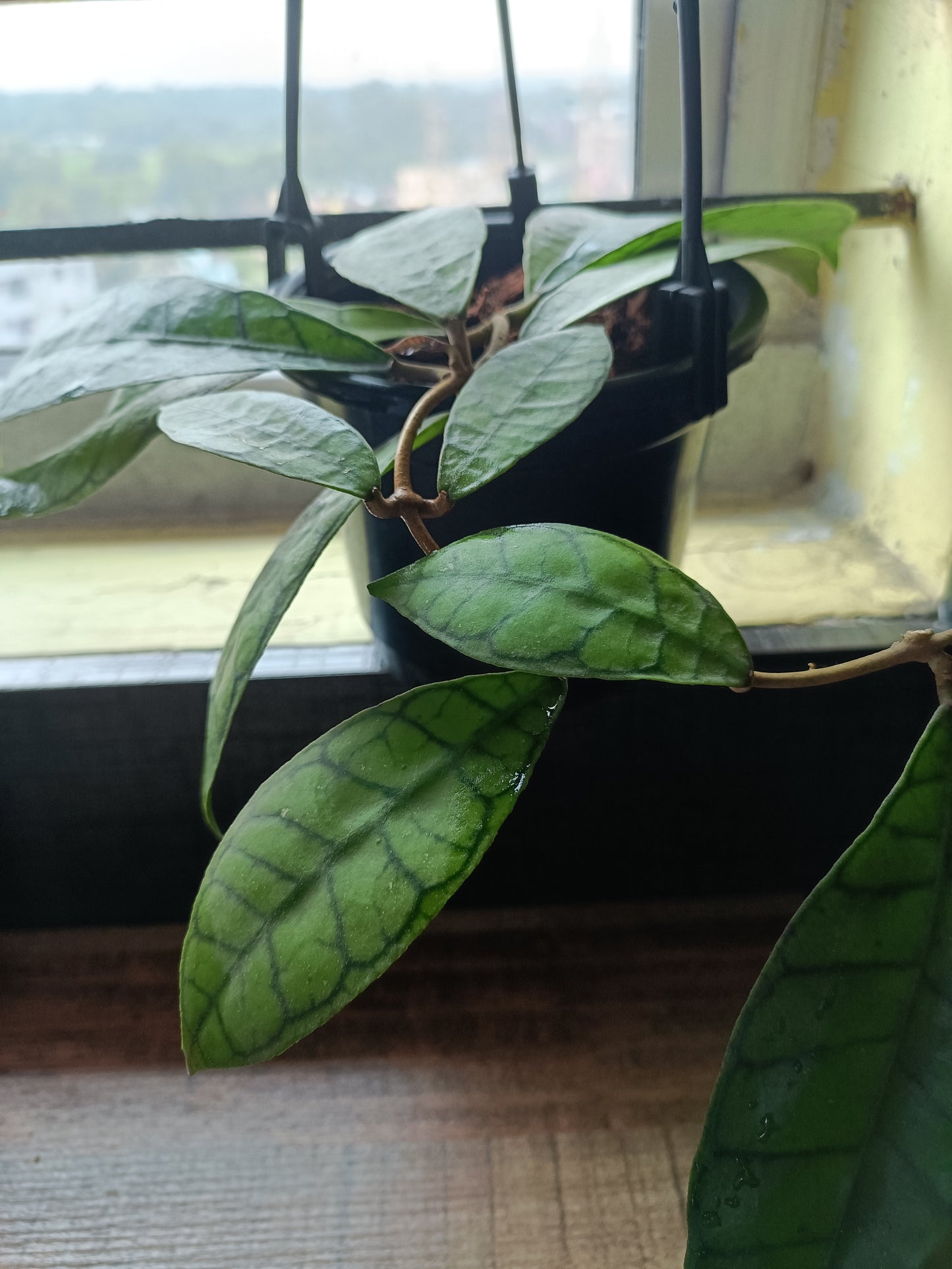 Hoya Callistophylla - Indoor Plant