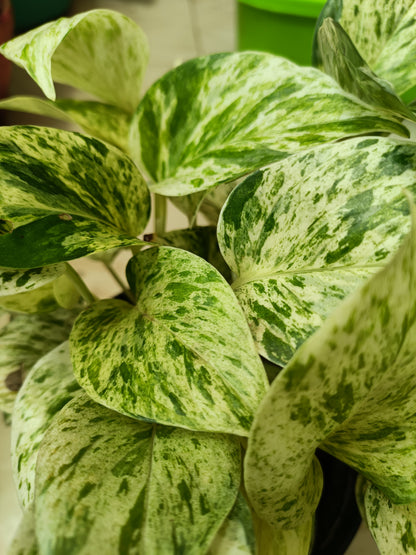 Marble Money Plant