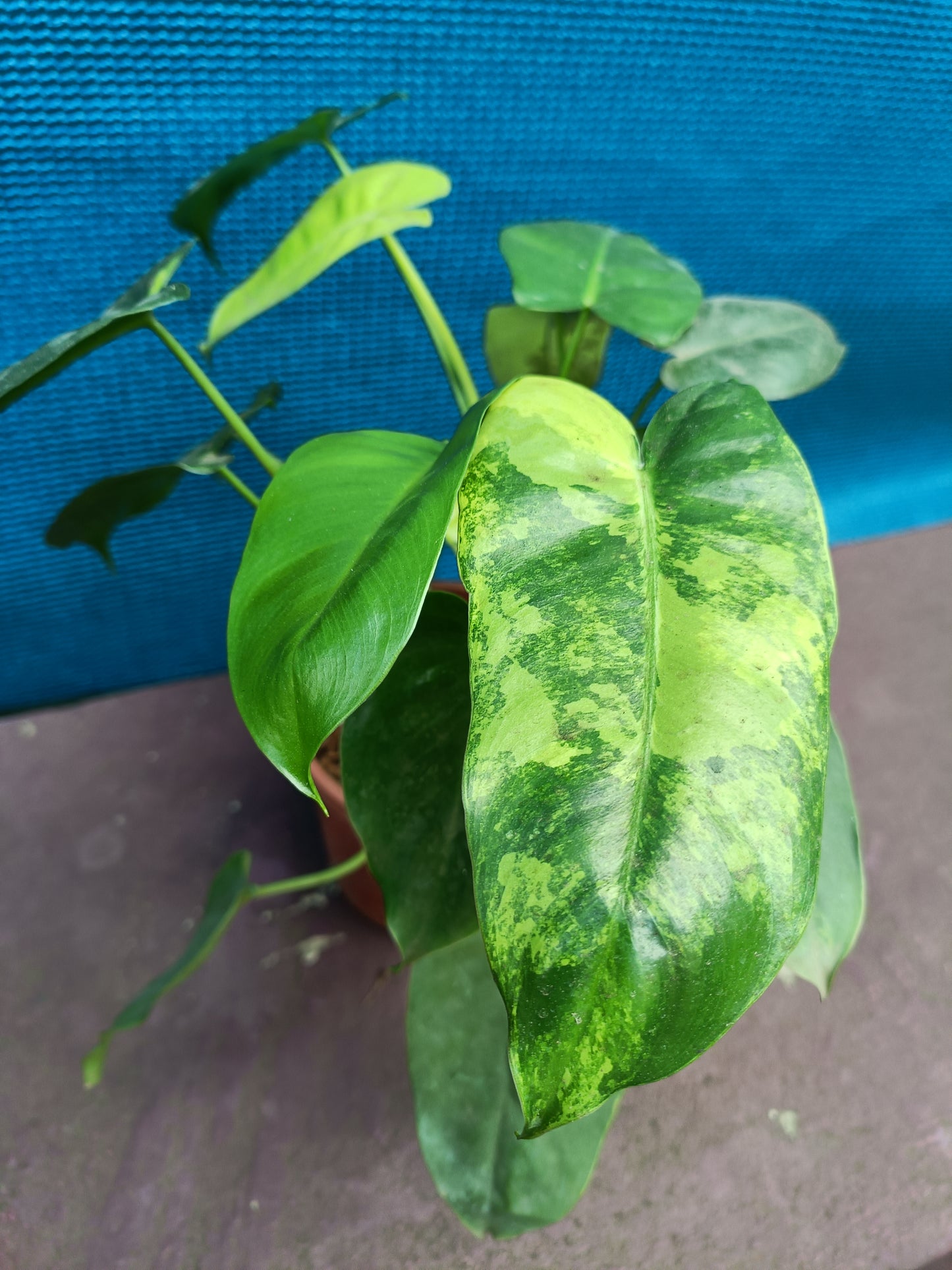 Philodendron Barle Marx variegated