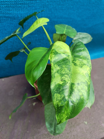 Philodendron Barle Marx variegated