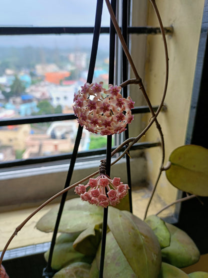 Hoya C V joy