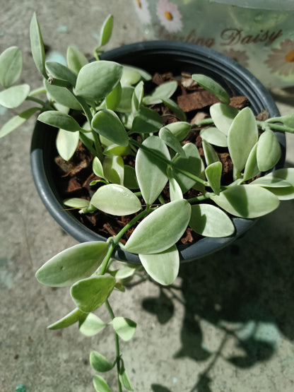 Hoya Dischidia Oiantha Variegated