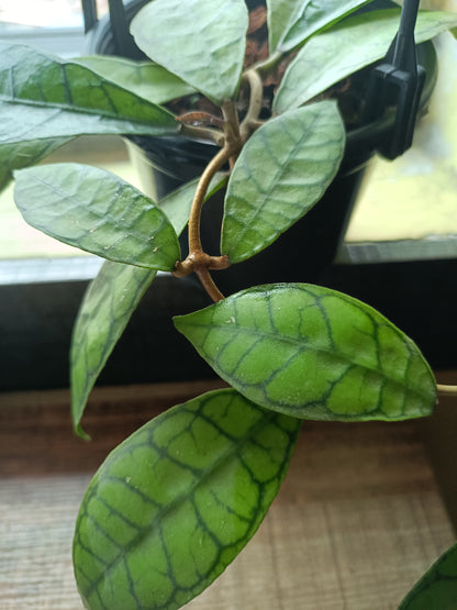 Hoya Callistophylla - Indoor Plant