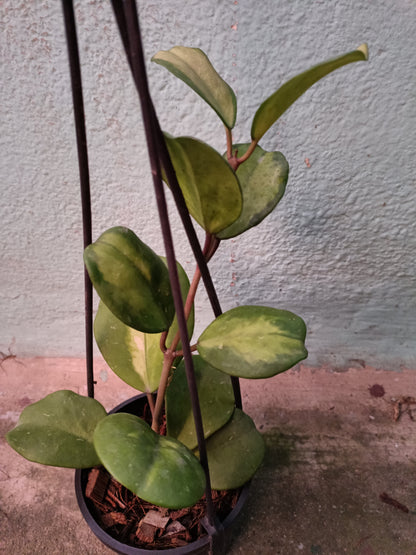 Hoya Obovata Variegated 8+ leaves