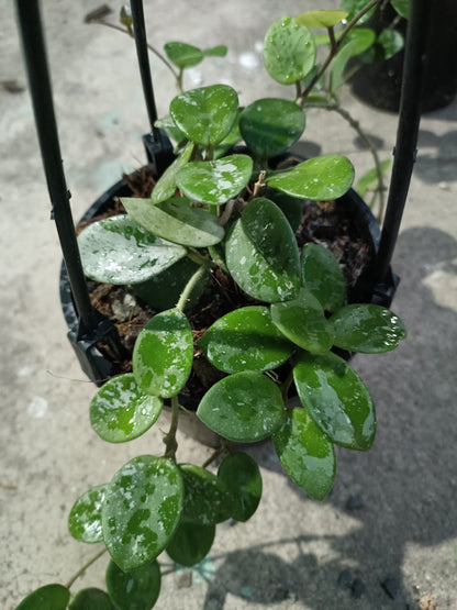 Hoya Mathilde
