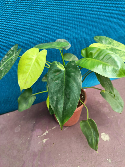 Philodendron Barle Marx variegated