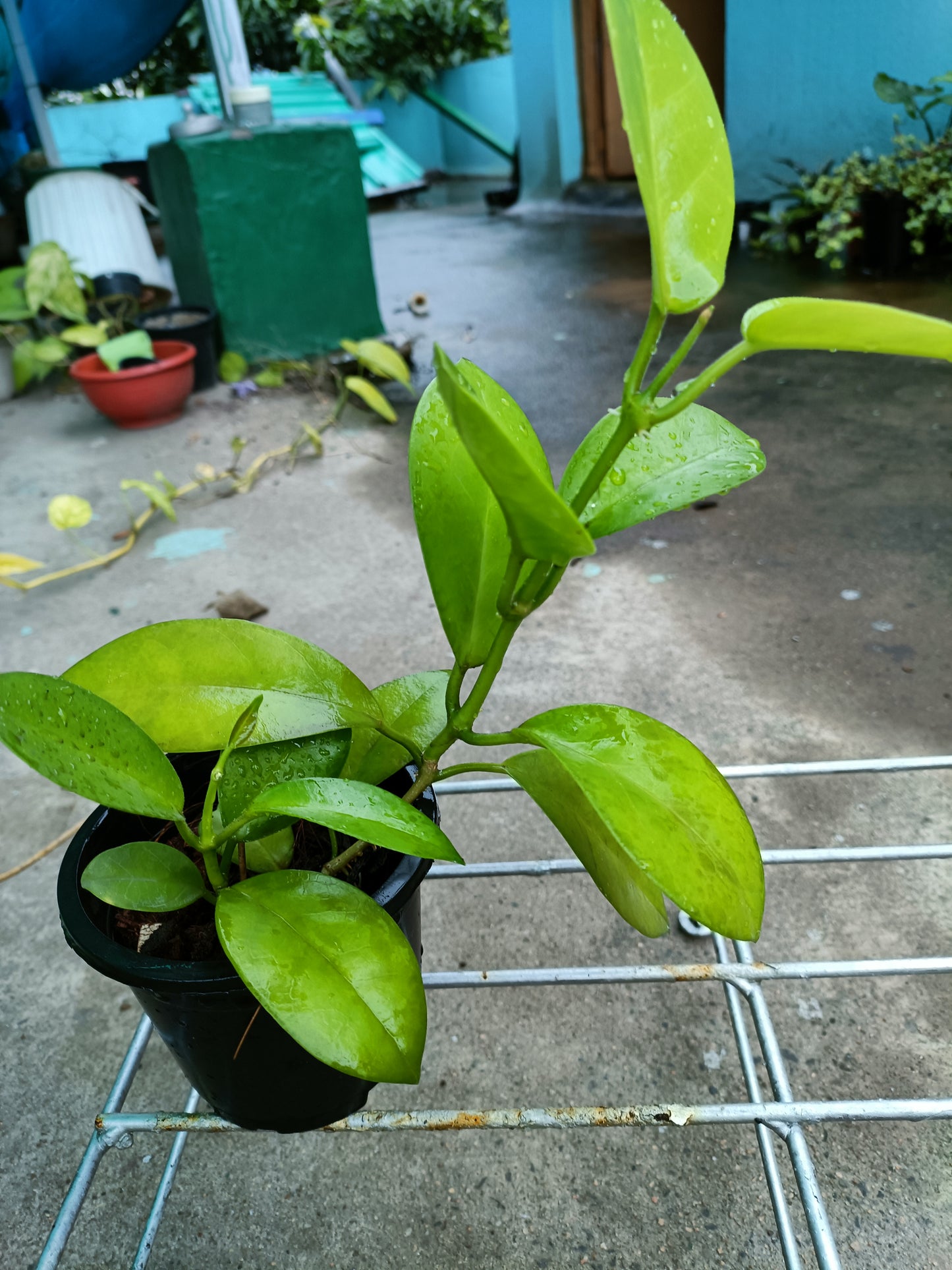 Hoya Australis