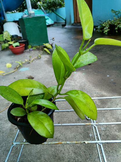 Hoya Australis